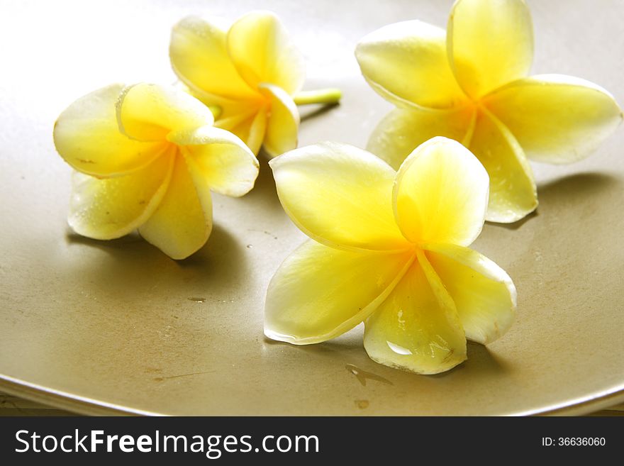 For Background, White Yellow Frangipani