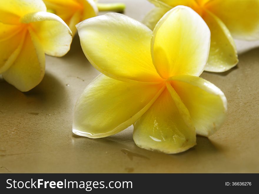 For Background, White Yellow Frangipani