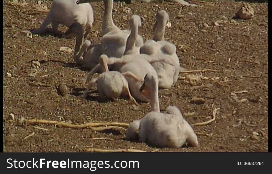 Baby Pelicans