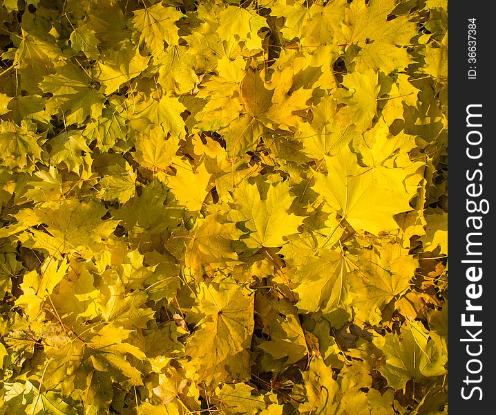 Fallen leaves of maple illuminated by sunlight. Fallen leaves of maple illuminated by sunlight