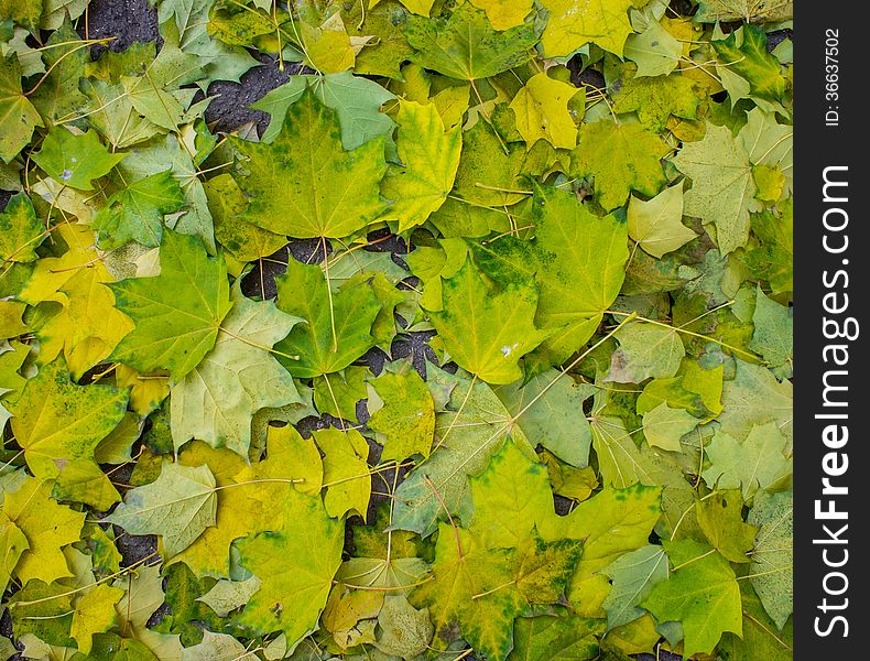 Fallen leaves of maple, closeup. Fallen leaves of maple, closeup