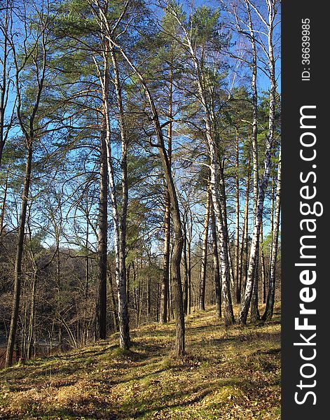 The photo shows a section of the forest in the summer daytime. The photo shows a section of the forest in the summer daytime