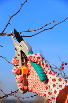 Hand In Glove With Gardener Shears Royalty Free Stock Photography Hand In Glove With Gardener Shears Royalty Free Stock Photography