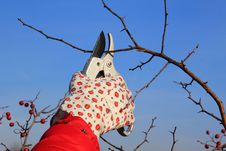 Hand In Glove With Gardener Shears Royalty Free Stock Photography Hand In Glove With Gardener Shears Royalty Free Stock Photography