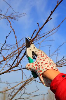 Hand In Glove With Gardener Shears Stock Photo Hand In Glove With Gardener Shears Stock Photo