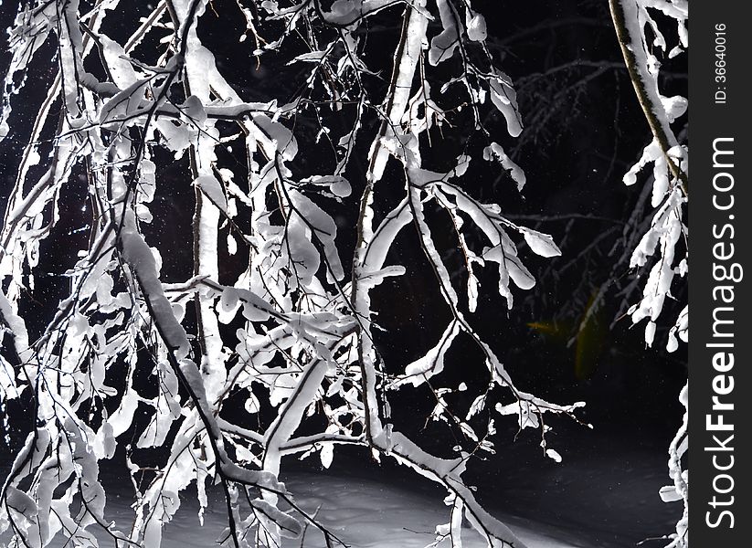 The photo shows the tree branches covered with ice at night. The photo shows the tree branches covered with ice at night.