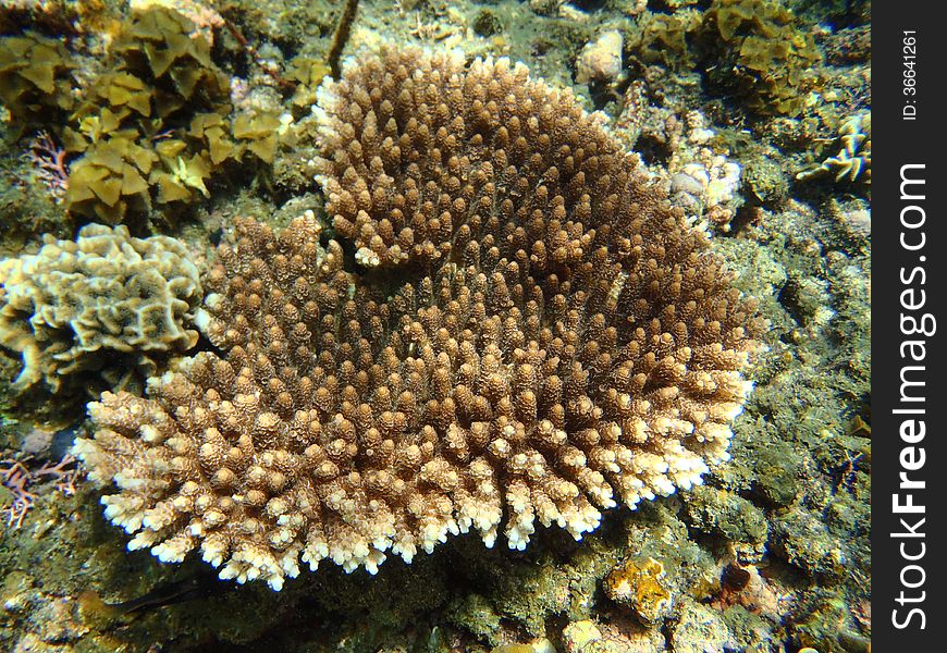 Beautiful Corals under the sea