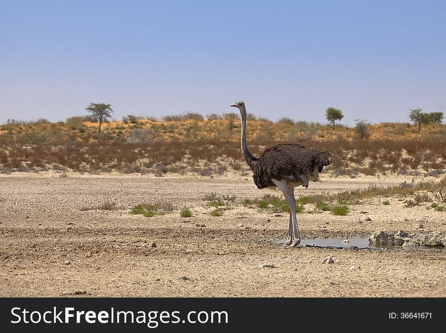 Ostrich at a waterhole in the desert