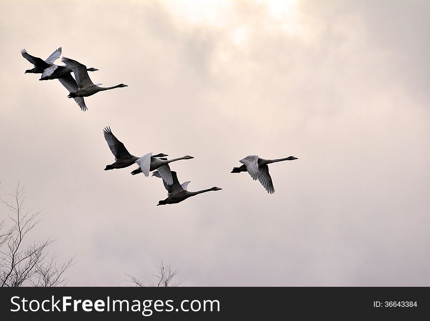 Swans flying home for food