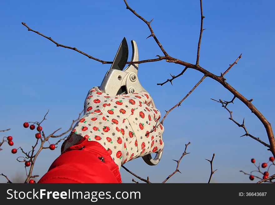 Spring pruning of garden trees and shrubs. Hand in glove with gardener shears near tree.