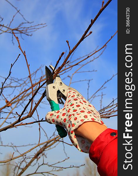 Spring pruning of garden trees and shrubs. Hand in glove with gardener shears near tree.