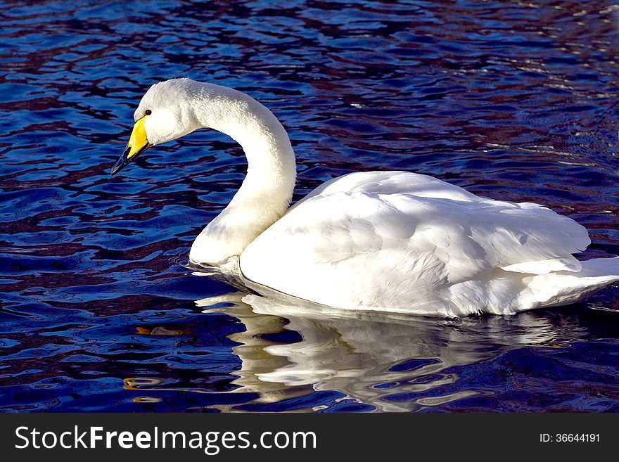 Portrait of swan at the lake swiming