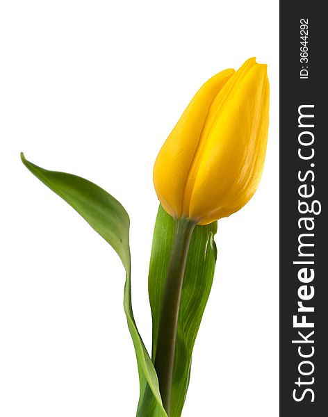 Yellow tulip isolated on white, Ukraine