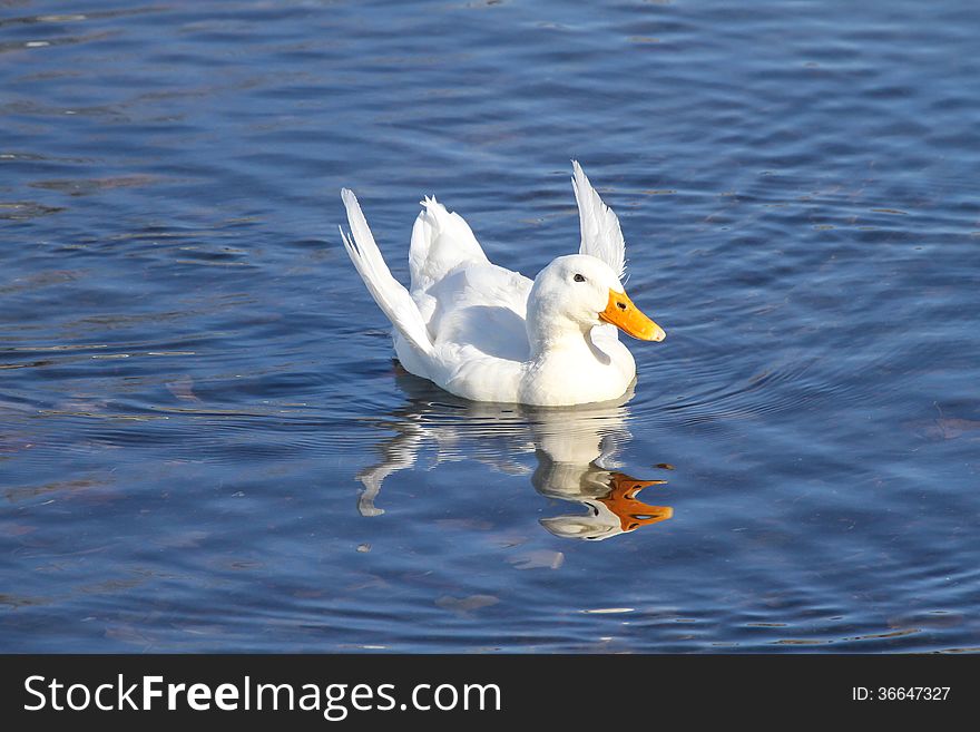 Malnourished Duck with Angel Wings