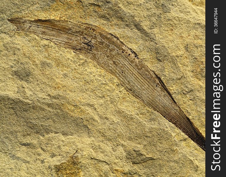Background with fossilized leaves in cream-colored limestone. Background with fossilized leaves in cream-colored limestone