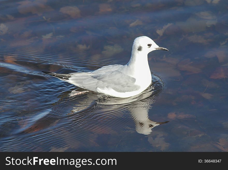 Bonapartes Gull (Chroicocephalus philadelphia) in winter plumage swimming in clear shallow water.