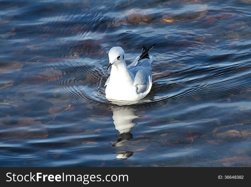 Bonapartes Gull (Chroicocephalus philadelphia) in winter plumage swimming in clear shallow water.