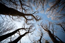 View Of The Trees From Below Stock Image View Of The Trees From Below Stock Image
