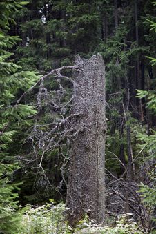 A Broken Tree Stock Photo A Broken Tree Stock Photo