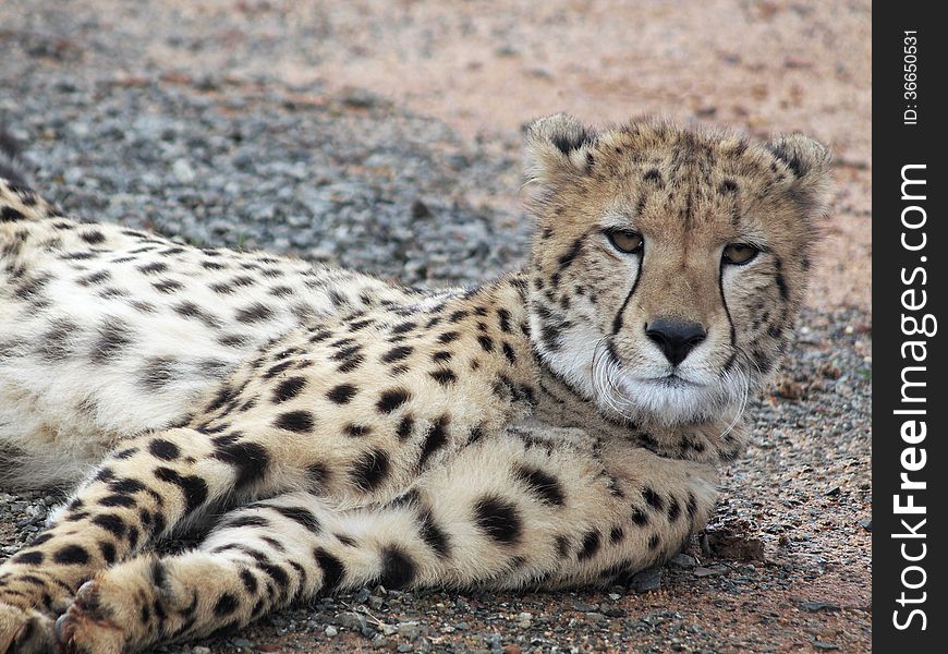 A young cheetah (Acinonyx jubatus) lying down but still watching and alert.