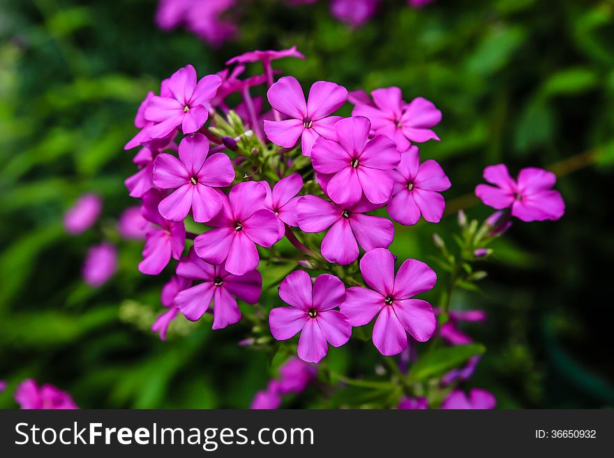 Phlox paniculata in the garden