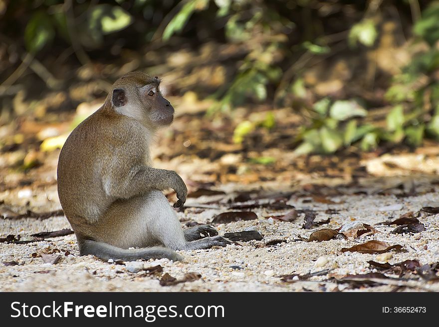 Female monkey sitting at the ground