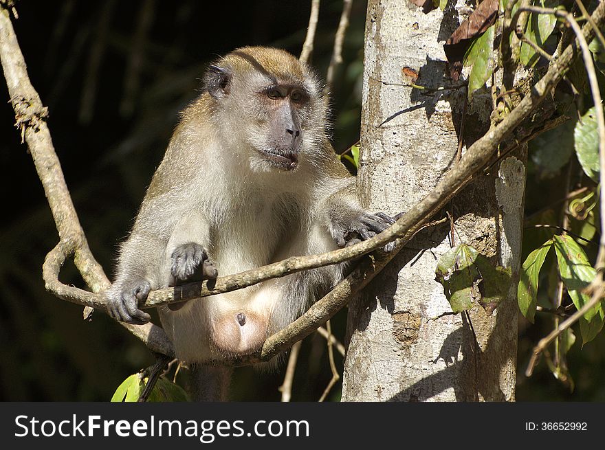 Male monkey hanging on the tree