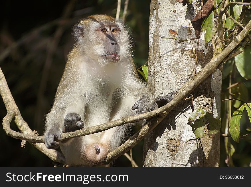 Male monkey hanging on the tree