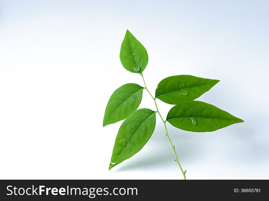 Green leaves on white background, isotated