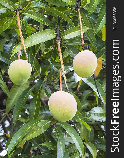 Three mangoes on the tree