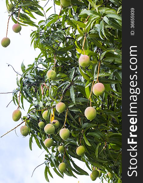 Ripening Mangoes on the Tree