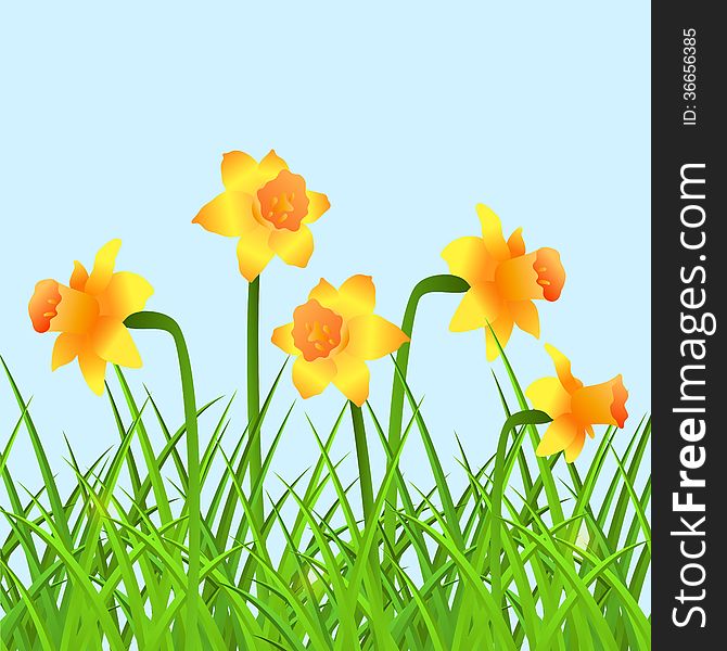 Vector invitation cards with narcissus and grass. Vector invitation cards with narcissus and grass.