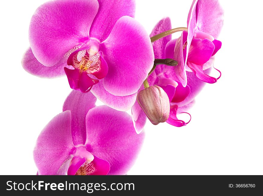 Orchid Flowers close-up isolated on white. Orchid Flowers close-up isolated on white