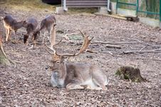 Fallow-deer Royalty Free Stock Photography