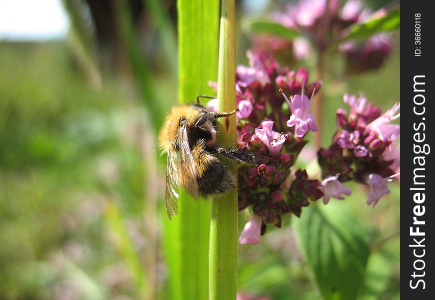 There are insect and plant. The insect (bumblebee) on flower. There are insect and plant. The insect (bumblebee) on flower.