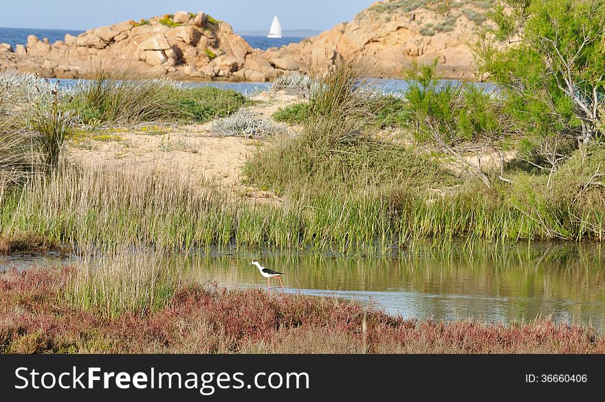 Italy Sardinia Sea And Bird