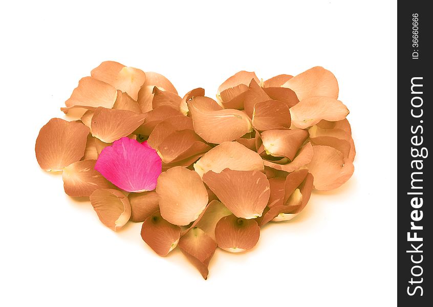Rose petals in a form of heart shape on white background