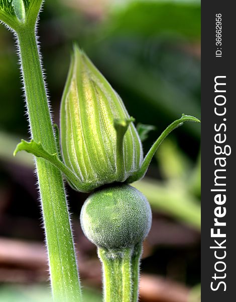 Close-up of a young pumpkin