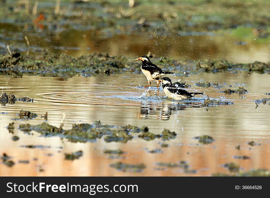 Common Myna bathing on a pond