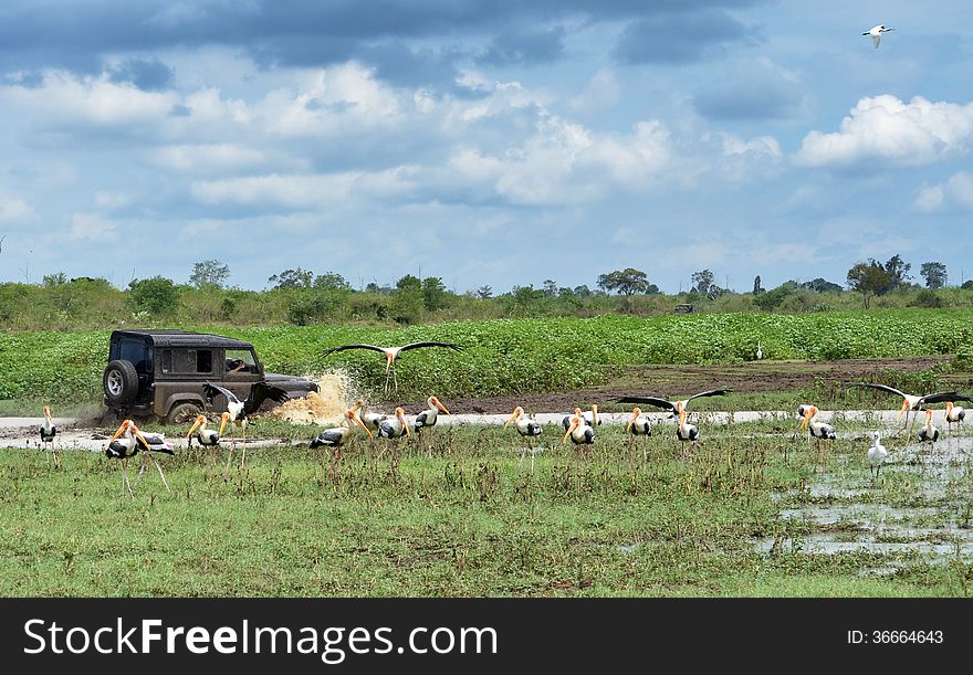 Defender 90 crosses a mud hole while flock of painted storks looks by at Udawalawa National Park. Defender 90 crosses a mud hole while flock of painted storks looks by at Udawalawa National Park.