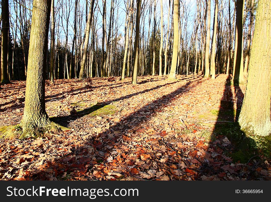 Oak forest in autumn sunny day