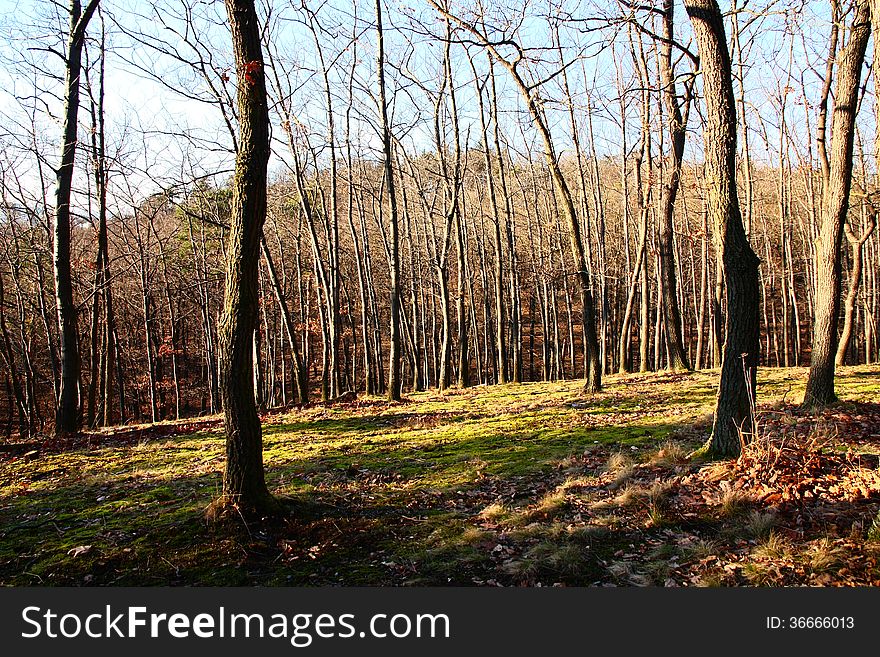 Oak forest in autumn sunny day, forest with moss on the ground