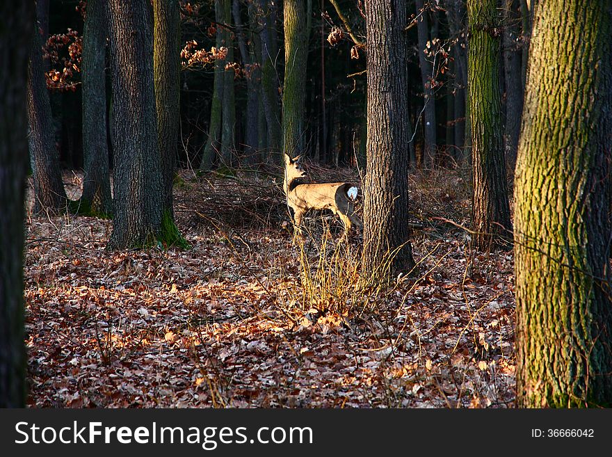 Doe in the woods looks for yourself