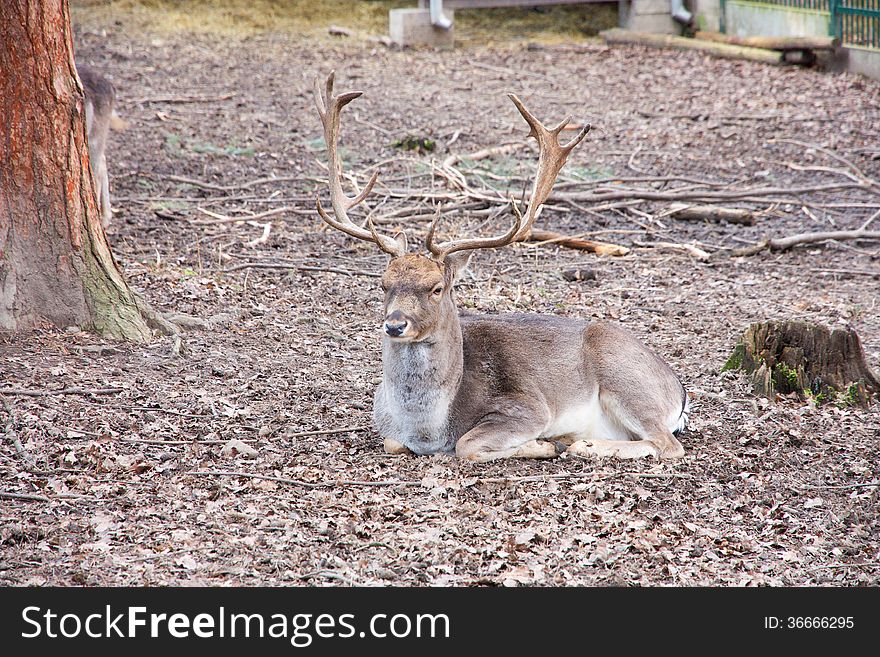 Fallow deer resting on the ground. Fallow deer resting on the ground