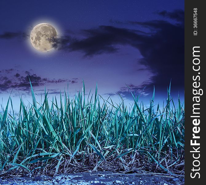 Grass growing out of stone at night