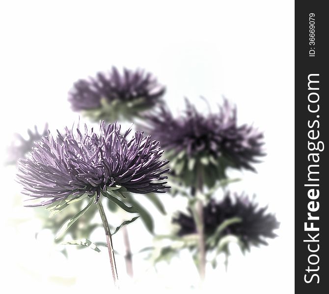 Faded image of purple asters