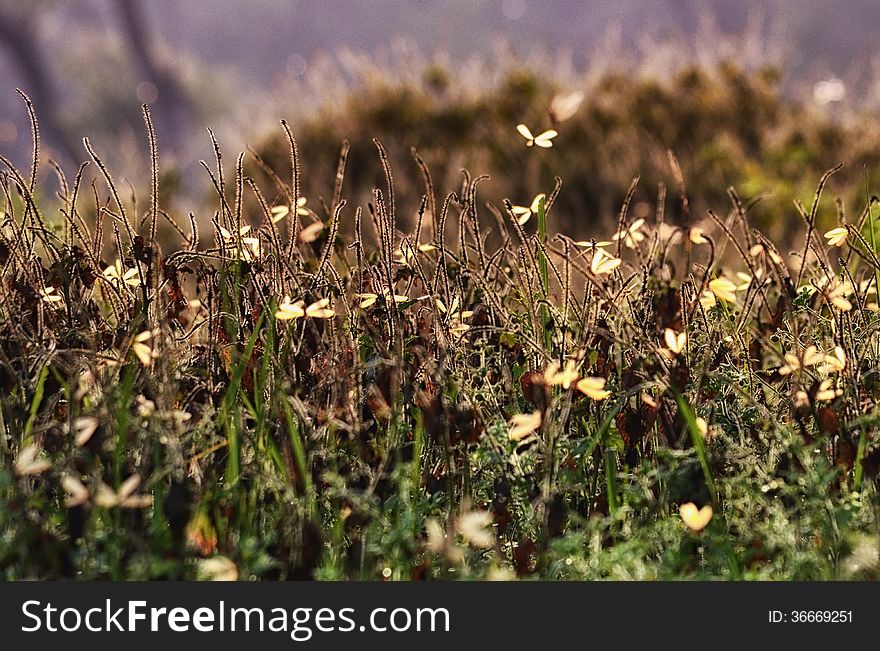 Swarm of flying ants back lit against grass. Artistic processing. Swarm of flying ants back lit against grass. Artistic processing.