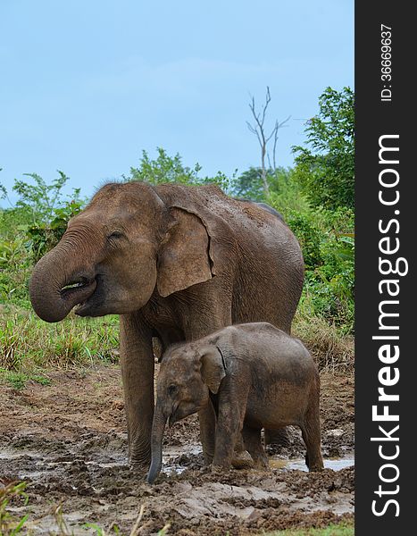 Mother and baby elephant (Elephas maximus) drinking water at a muddy water hole. Mother and baby elephant (Elephas maximus) drinking water at a muddy water hole.