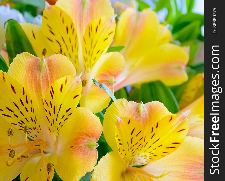 Beautiful Yellow Flowers Background