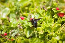Black Carpenter Bee Royalty Free Stock Photography